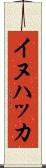 イヌハッカ Scroll