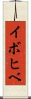 イボヒベ Scroll