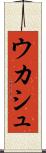 ウカシュ Scroll