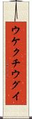 ウケクチウグイ Scroll