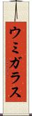 ウミガラス Scroll