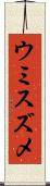 ウミスズメ Scroll