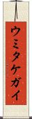 ウミタケガイ Scroll