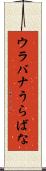 ウラバナ Scroll