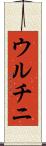 ウルチニ Scroll