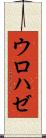 ウロハゼ Scroll