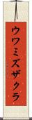 ウワミズザクラ Scroll