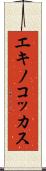 エキノコッカス Scroll