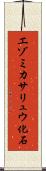 エゾミカサリュウ化石 Scroll
