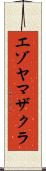 エゾヤマザクラ Scroll