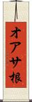 オアサ根 Scroll
