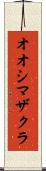 オオシマザクラ Scroll