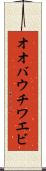 オオバウチワエビ Scroll