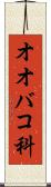 オオバコ科 Scroll