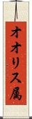 オオリス属 Scroll