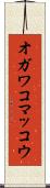 オガワコマッコウ Scroll