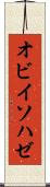 オビイソハゼ Scroll