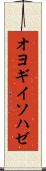 オヨギイソハゼ Scroll