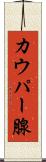 カウパー腺 Scroll