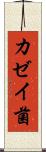 カゼイ菌 Scroll