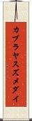 カブラヤスズメダイ Scroll