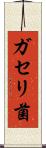 ガセリ菌 Scroll