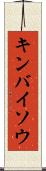 キンバイソウ Scroll