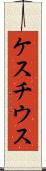 ケスチウス Scroll