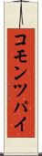 コモン・ツパイ Scroll