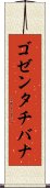 ゴゼンタチバナ Scroll