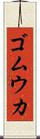 ゴムウカ Scroll