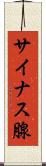 サイナス腺 Scroll