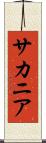 サカニア Scroll