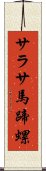 サラサ馬蹄螺 Scroll