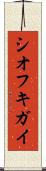 シオフキガイ Scroll