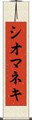 シオマネキ Scroll