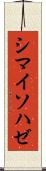 シマイソハゼ Scroll
