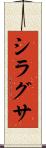 シラグサ Scroll