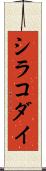 シラコダイ Scroll