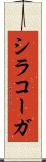 シラコーガ Scroll