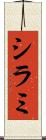 シラミ Scroll