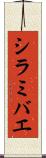 シラミバエ Scroll