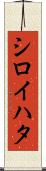 シロイハタ Scroll