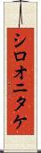 シロオニタケ Scroll