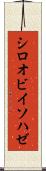 シロオビイソハゼ Scroll