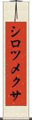 シロツメクサ Scroll