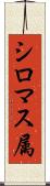 シロマス属 Scroll