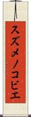 スズメノコビエ Scroll