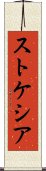 ストケシア Scroll