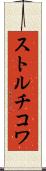 ストルチコワ Scroll